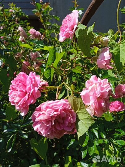 Плетущаяся роза