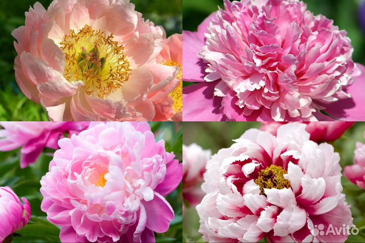 Корни Пионов Оптом