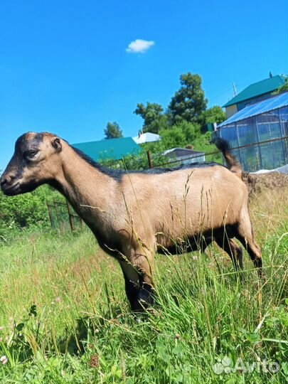 Козлы Ламанча