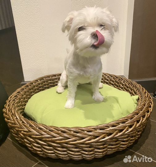 Лежанка для животных