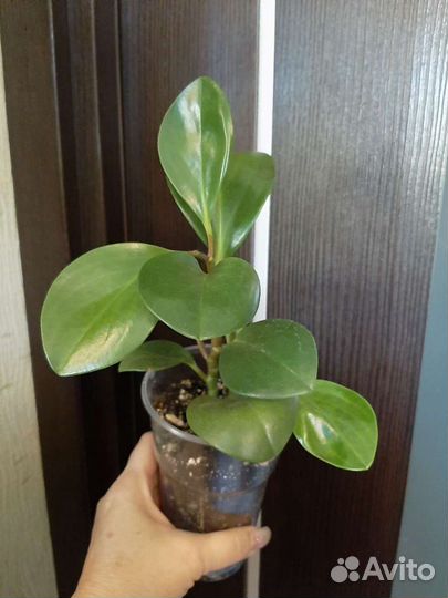 Хлорофитум хохлатый