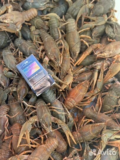 Раки варенные