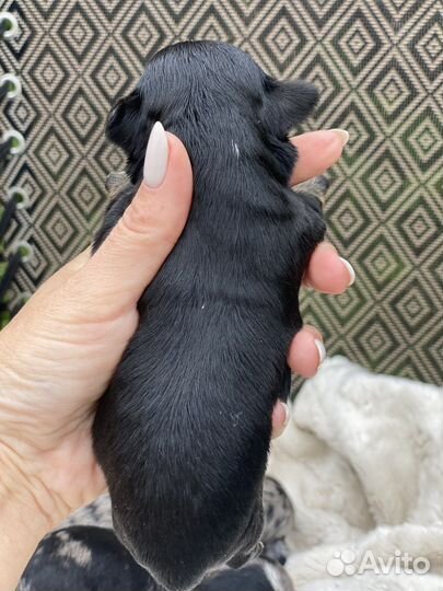 Йоркширский терьер мини щенки цветные