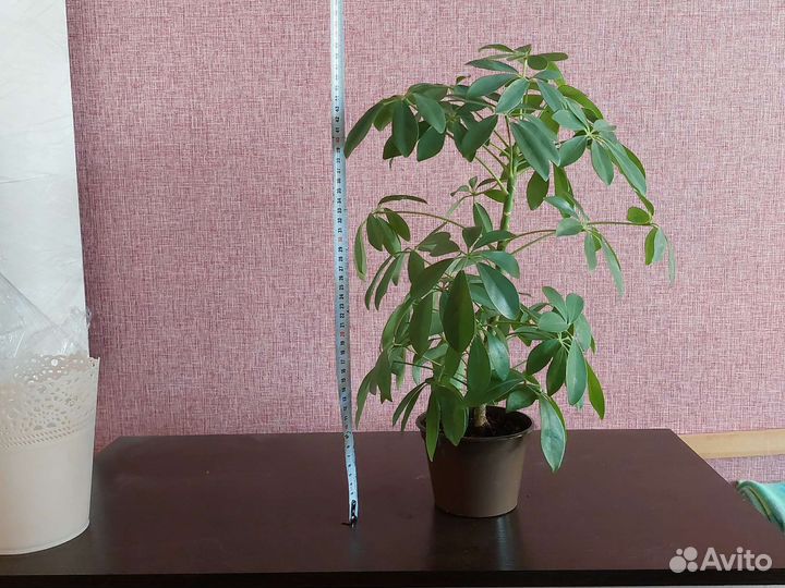 Шефлера, малочай