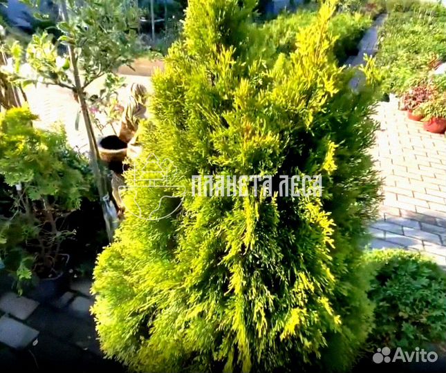 Туя западная Голден Смарагд Морозостойка