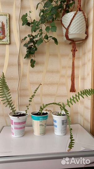 Папоротник комнатный-укорененные отростки