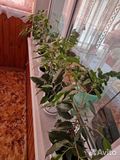 Фикус бенджамина