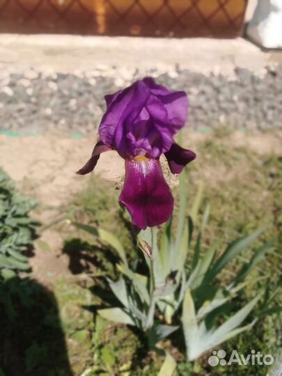 Ирис