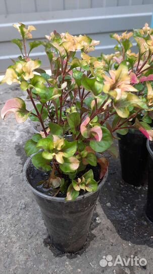 Альтернантера