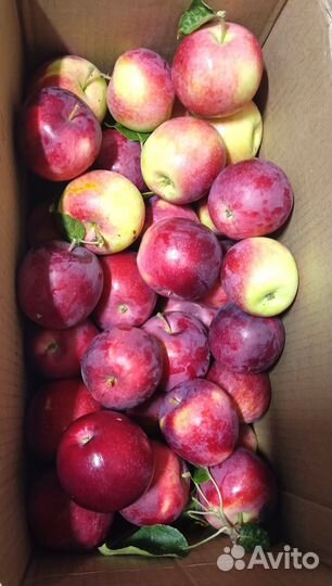 Яблоки с дачи