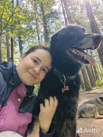 Передержка для собак