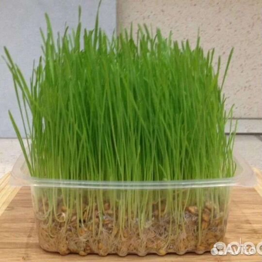 Травка в наличии для домашних любимцев