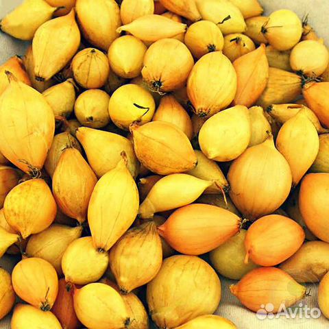 Лук трой фото. Лук геркулес. Лук севок геркулес. ). Трой лук севок характеристика.