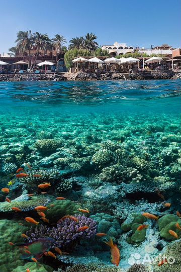 Тур В Шарм-Эль-Шейх