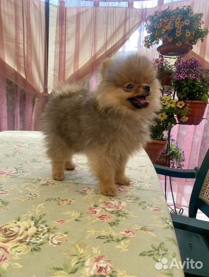 Померанский шпиц мини щенок мальчик
