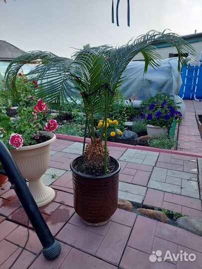 Пальма Цикас