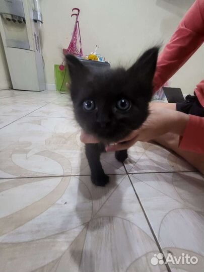 Кошка для преданного