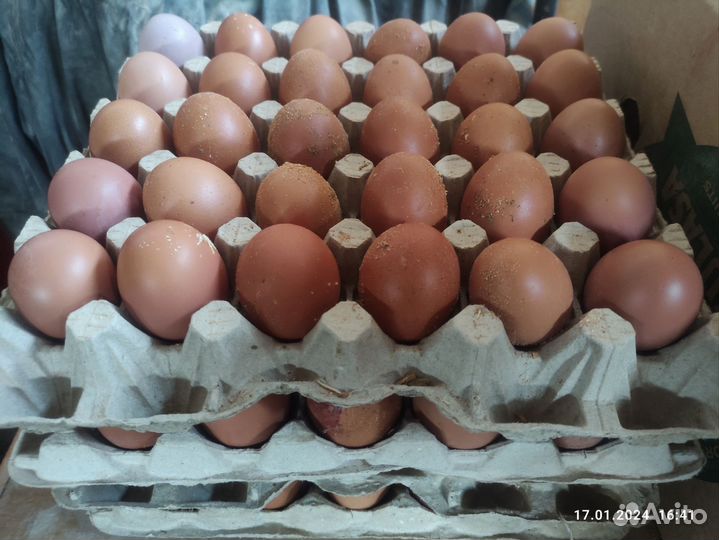 Домашние куриные яйца