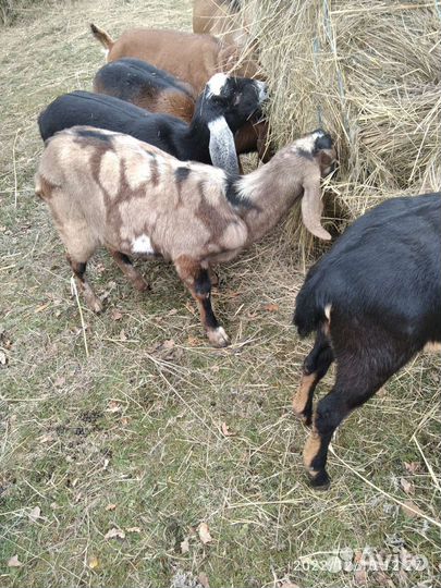 Продаю нубийских коз