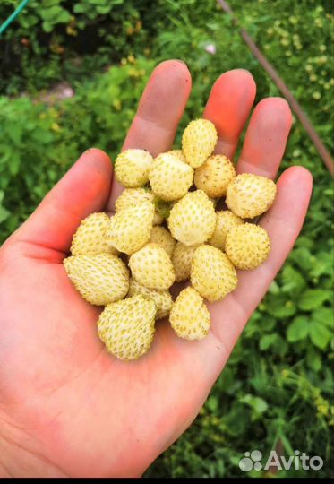 Рассада земляники