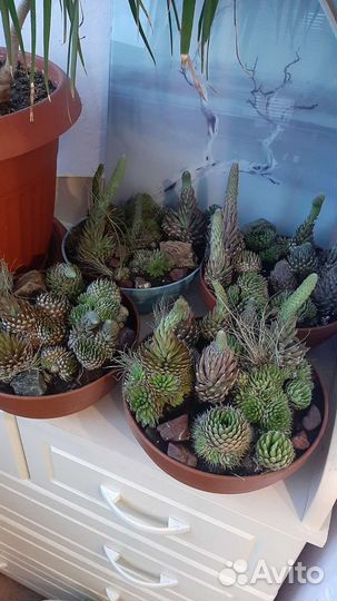 Суккуленты:каменная роза, горноколосник