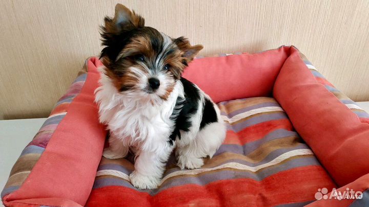 Мини и Стандарт и Микро