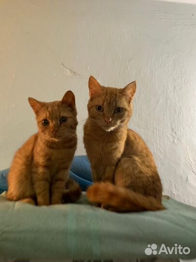 Молодые котики