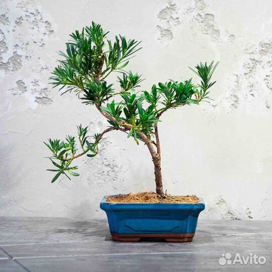 Дерево Бонсай - Подокарпус 14 лет