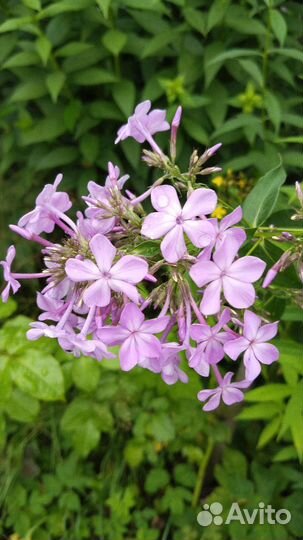 Флоксы многолетние