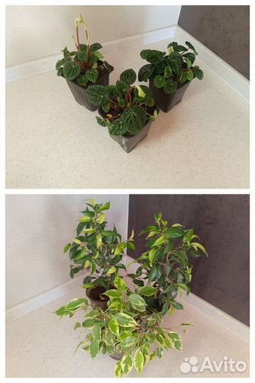 Комнатные растения цветы