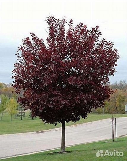 Черемуха Шуберта