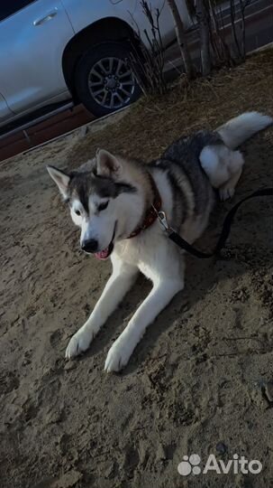 Сибирский хаски