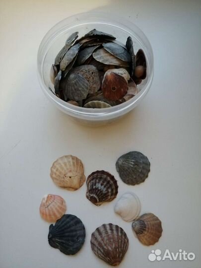 Морские ракушки