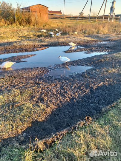 Утки муларды