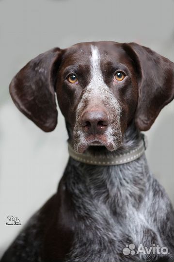 Хозяин я жду тебя