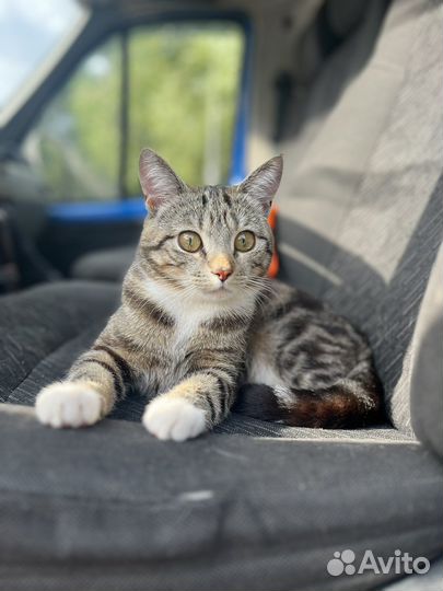 Кот в добрые руки