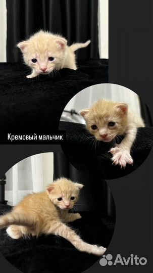 Отдам котят в добрые руки