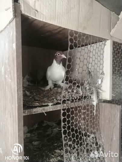 Продажа голубей