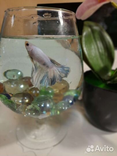 Петушки самцы