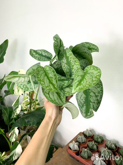 Сциндапсус пиктус экзотика