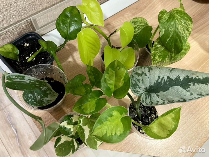 Эпипремнум сциндапсус