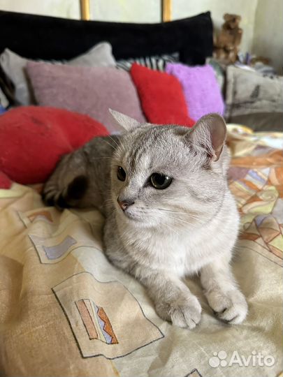 Британец (помесь) Ёся