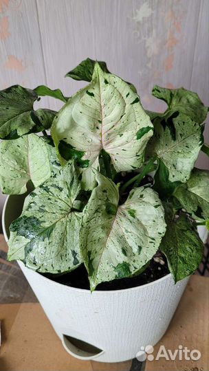 Сингониум Grey Ghost (Серый Призрак)