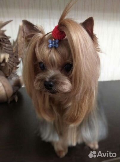 Стрижка собак