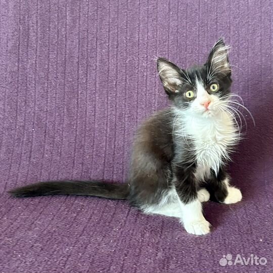 Ушастик Чарли в добрые руки