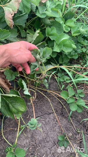 Рассада клубники клери