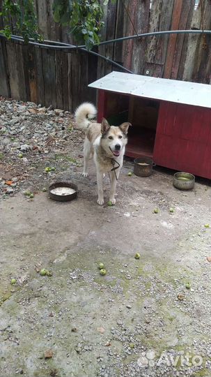 Собака в добрые руки