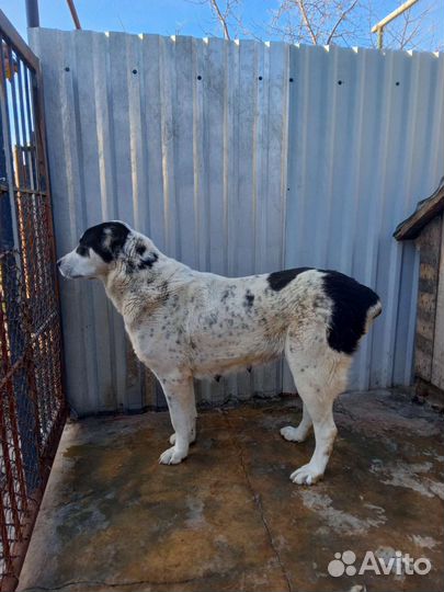 Продаются сао