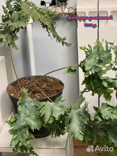 Папоротники различнве