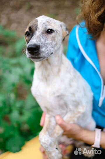 Щенок необычного окраса из приюта ждёт свою семью